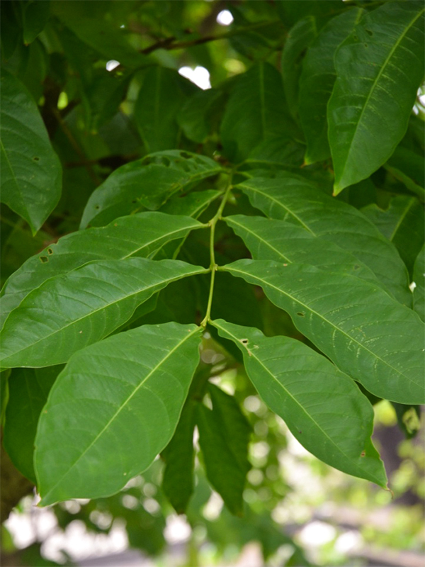 Lagerstroemia speciosa, Leaf