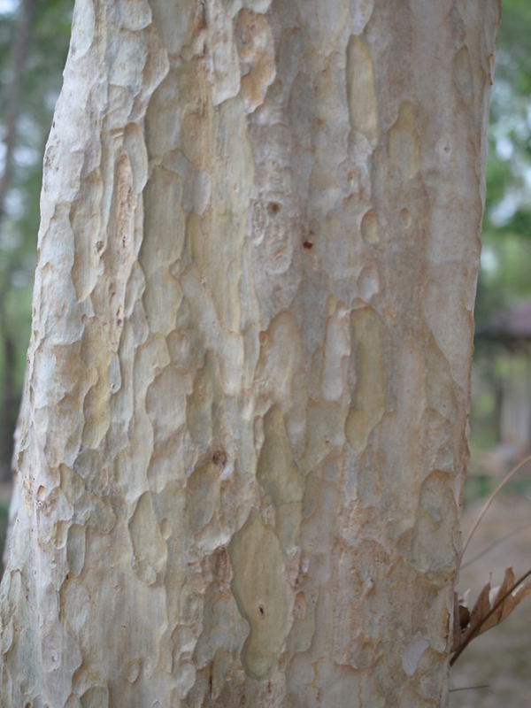 Lagerstroemia calyculata, bark. Queen Sirikit Botanic Garden, Mae Rim District, Chiang Mai Province, Thailand.