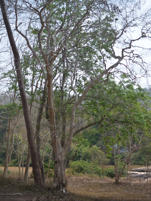 Lagerstroemia calyculata, form. Queen Sirikit Botanic Garden, Mae Rim District, Chiang Mai Province, Thailand.