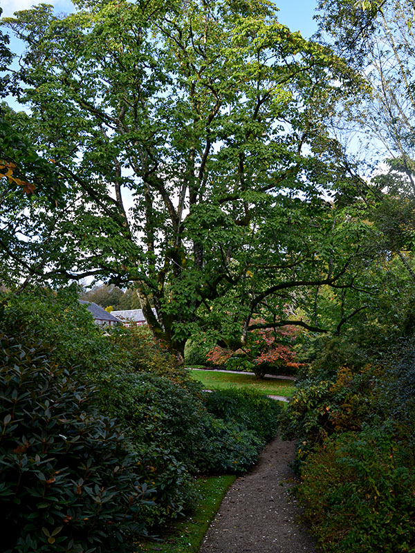 Lanhydrock Gardens, Cornwall, England. Photo one.