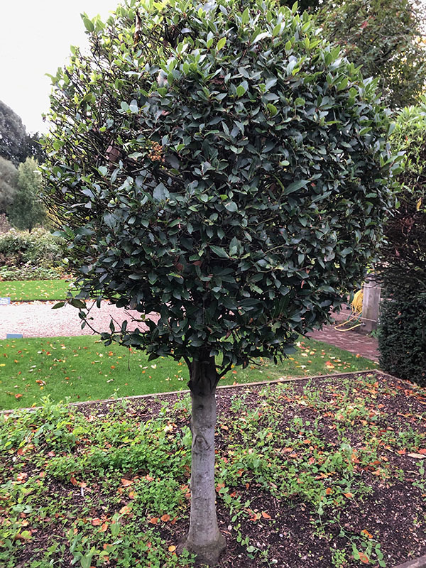 Laurus nobilis, form- clipped topiary. Chelsea Physic Garden, London, United Kingdom.