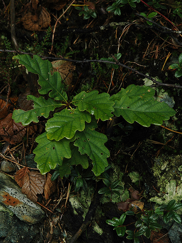 A seedling growing in southern Norway.