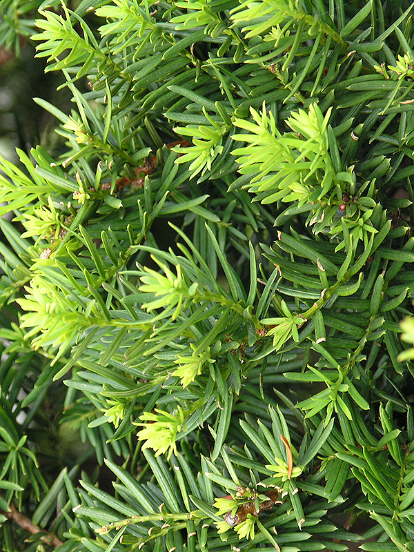 Many bud breaks are the result of an annual clipping.