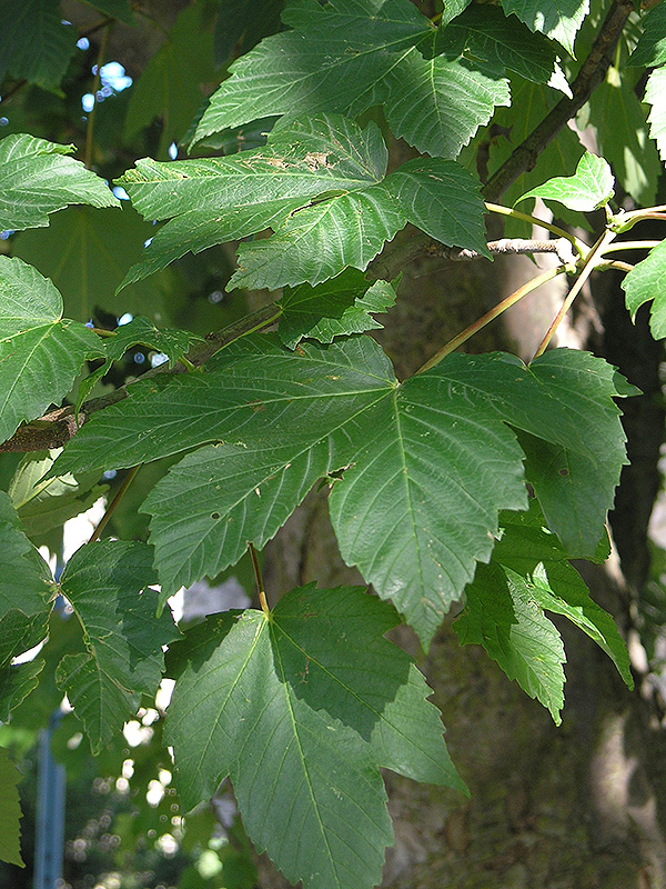 Acer pseudoplatanus, leaf. University of Western Ontario, south of the McIntosh Gallery, London, Ontario, Canada.