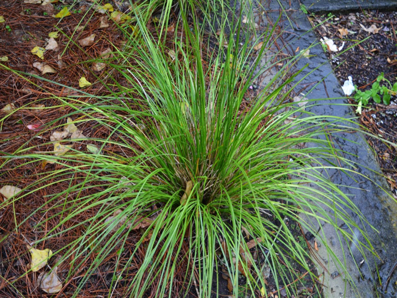 Lomandra longifolia ‘Breeze’, form.  Harry P. Leu Gardens, Orlando, Florida, United States of America.