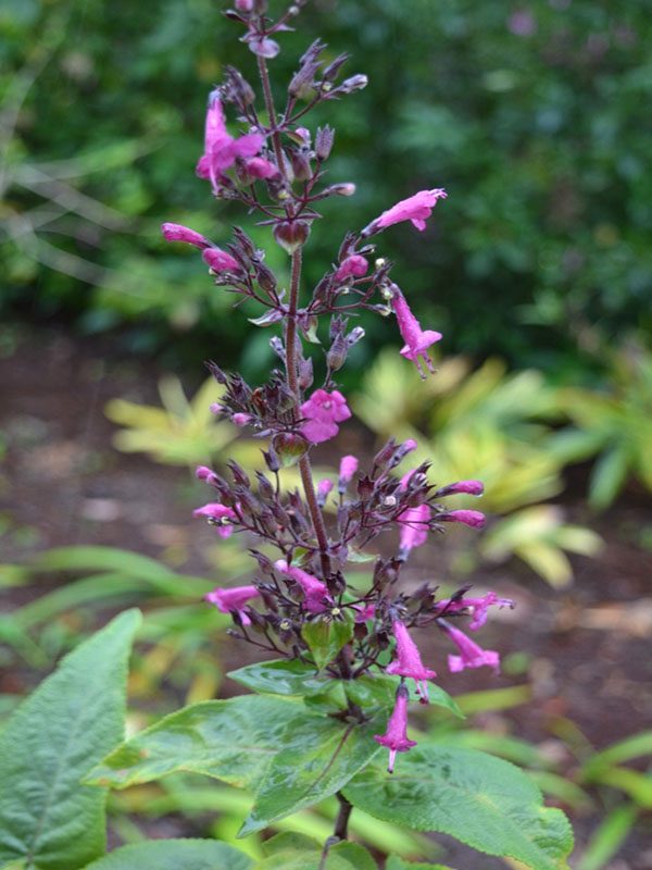 Lepechinia hastata, flower. Harry P. Leu Gardens, Orlando, Florida, United States of America.