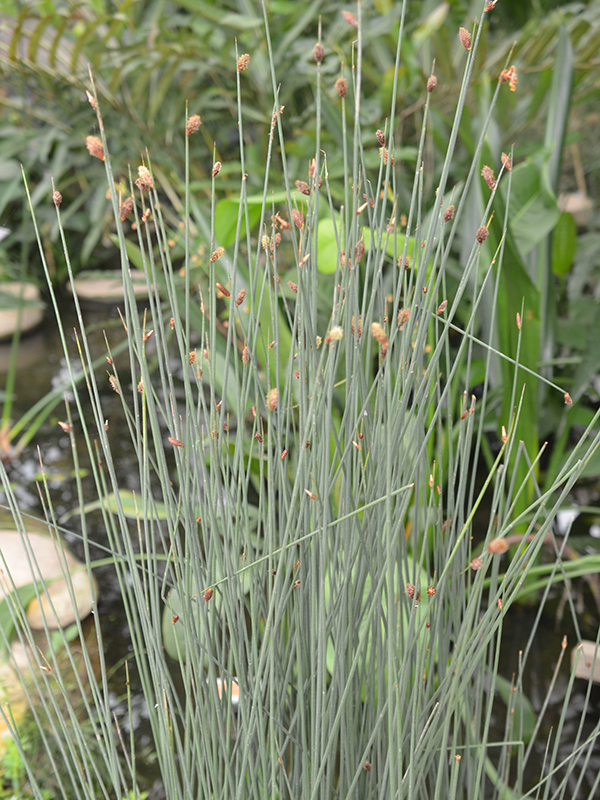 Lepironia articulata, form. Queen Sirikit Botanic Garden, Mae Rim District, Chiang Mai Province, Thailand.