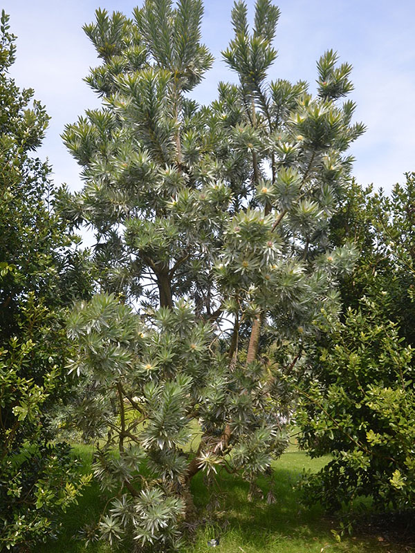 Leucadendron argenteum, form. Tresco Abbey Garden, Tresco, Isles of Scilly, United Kingdom. 