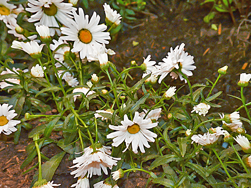 Leucanthemum-x-superbum-Daisy-May-frm.jpg