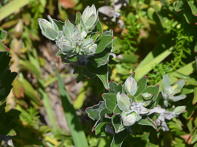 Leucospermum cordifolium, flower. 