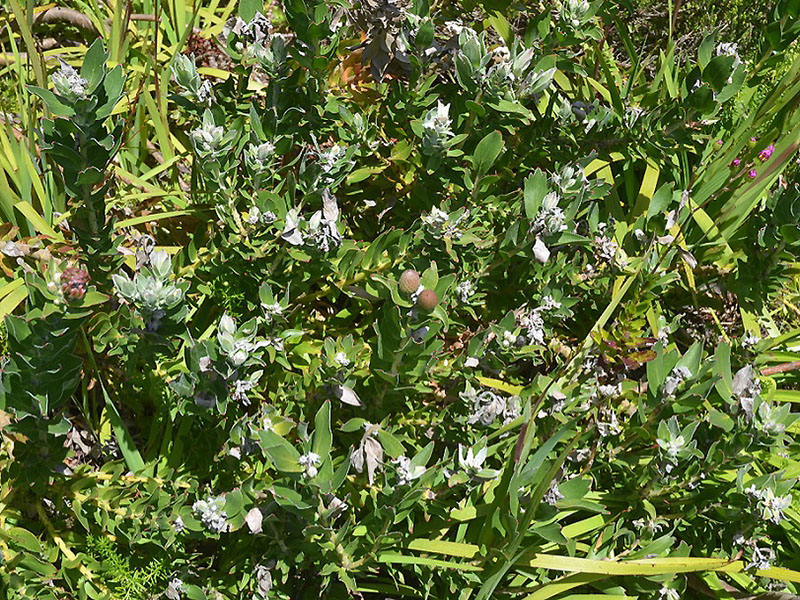 Leucospermum cordifolium, form. 