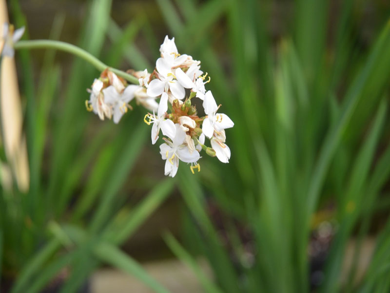 Libertia grandiflora, flower cluster, Trebah Garden Trust, Mawnan Smith, Falmouth, Cornwall, United Kingdom.