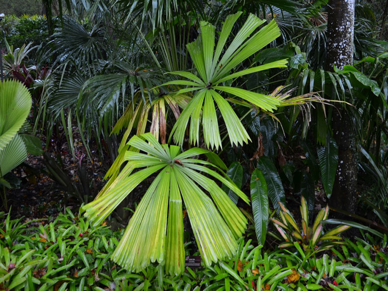 Licuala peltata, form. Harry P. Leu Gardens, Orlando, Florida, United States of America.