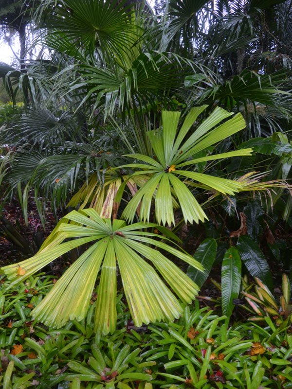 Licuala peltata, form. Harry P. Leu Gardens, Orlando, Florida, United States of America.
