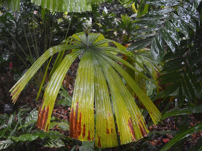 Licuala peltata, leaf. Harry P. Leu Gardens, Orlando, Florida, United States of America.