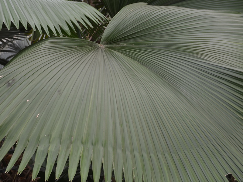 Licuala peltata, leaf. Queen Sirikit Botanic Garden, Mae Rim District, Chiang Mai Province, Thailand.