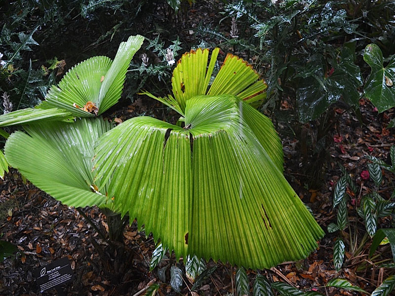Licuala peltata var.sumawongii, form. Harry P. Leu Gardens, Orlando, Florida, United States of America.