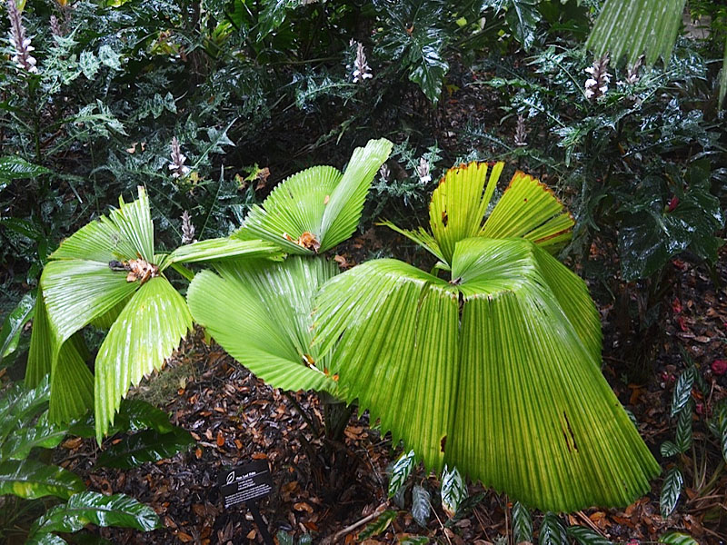 Licuala peltata var.sumawongii, form. Harry P. Leu Gardens, Orlando, Florida, United States of America.