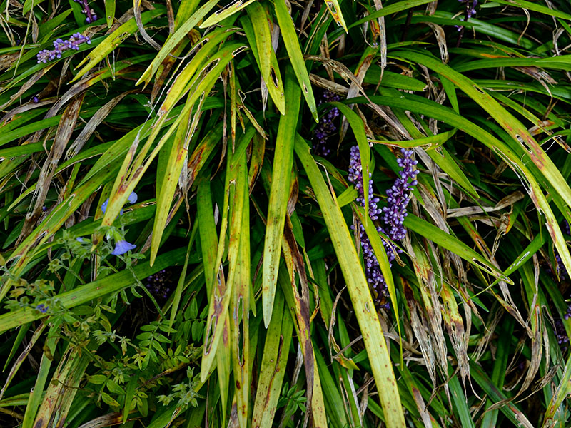 Liriope muscari. Leaf, Lanhydrock Gardens, Cornwall, England. 16/10/2019.