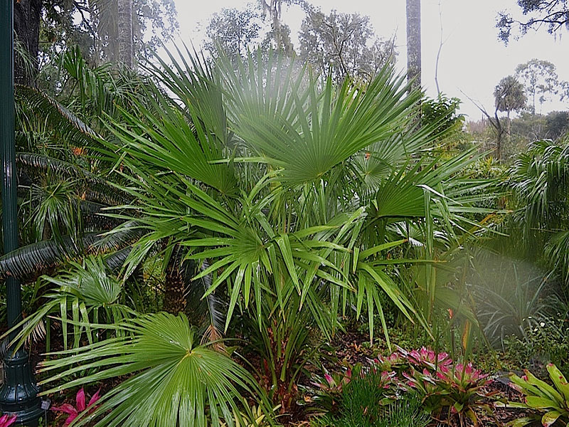 Livistonia nitida, form. Harry P. Leu Gardens, Orlando, Florida, United States of America.