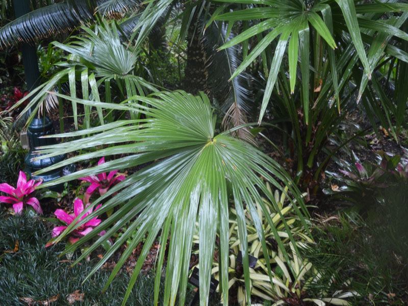 Livistonia nitida, leaf. Harry P. Leu Gardens, Orlando, Florida, United States of America.