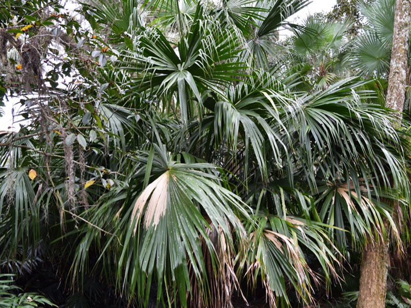 Livistona saribus, form. Bok Tower Gardens, Lake Wales, Florida, United States of America.