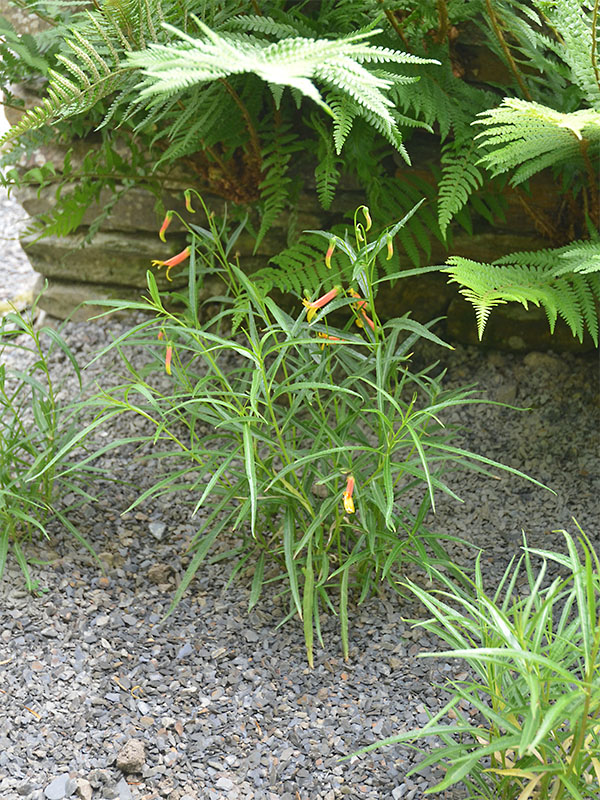Lobelia-laxiflora-var-angustifolia-frm.JPG