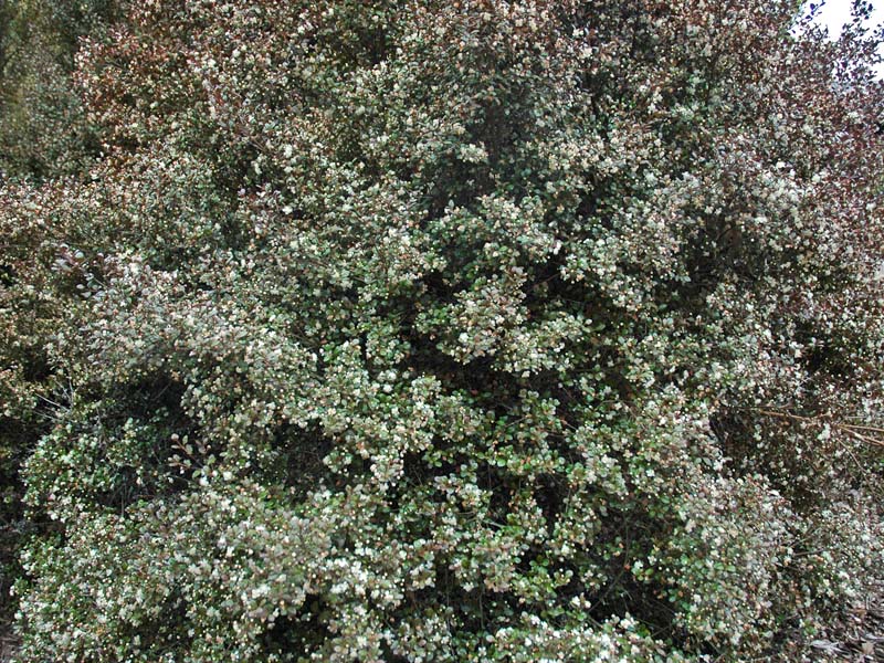 Lophomyrtus-x-ralphii-Lilliput-form.jpg
