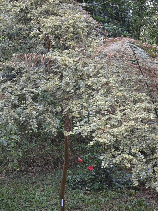 Luma apiculata 'Variegata', form, Trengwainton Garden, Madron, near Penzance, Cornwall, United Kingdom. 