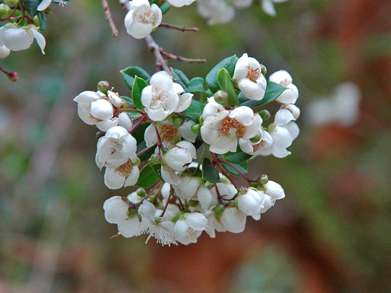 Luma apiculata. flower. 