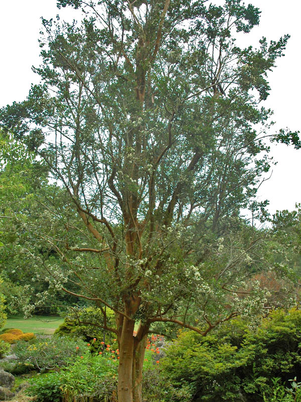 Luma apiculata. form. 