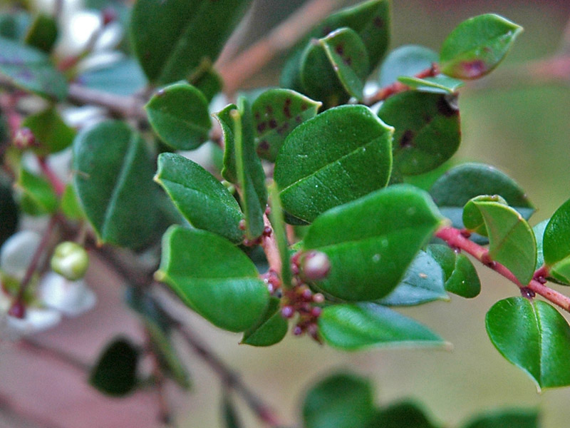 Luma apiculata. leaf. 