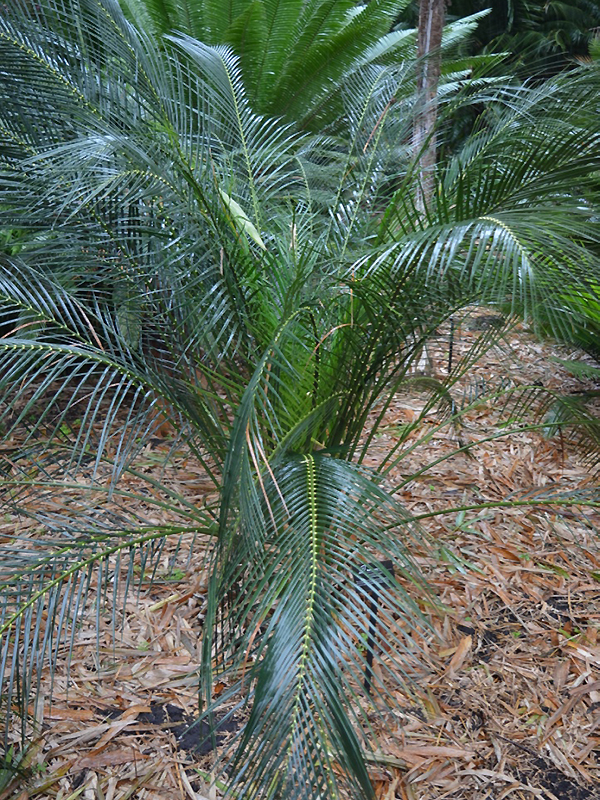 Macrozamia communis, form. Harry P. Leu Gardens, Orlando, Florida, United States of America.