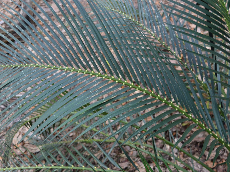 Macrozamia douglasii, leaf. Bok Tower Gardens, Lake Wales, Florida, United States of America.