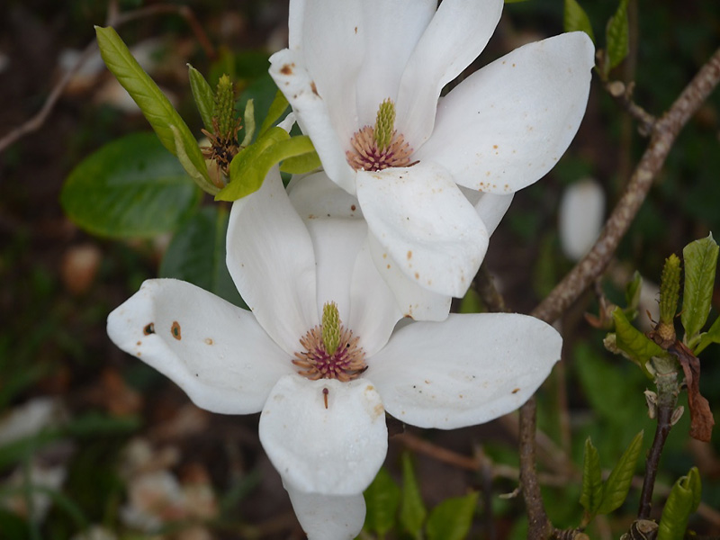 Magnolia 'Heaven Scent', flower. Caerhays Castle, Goran, Cornwall, United Kingdom.