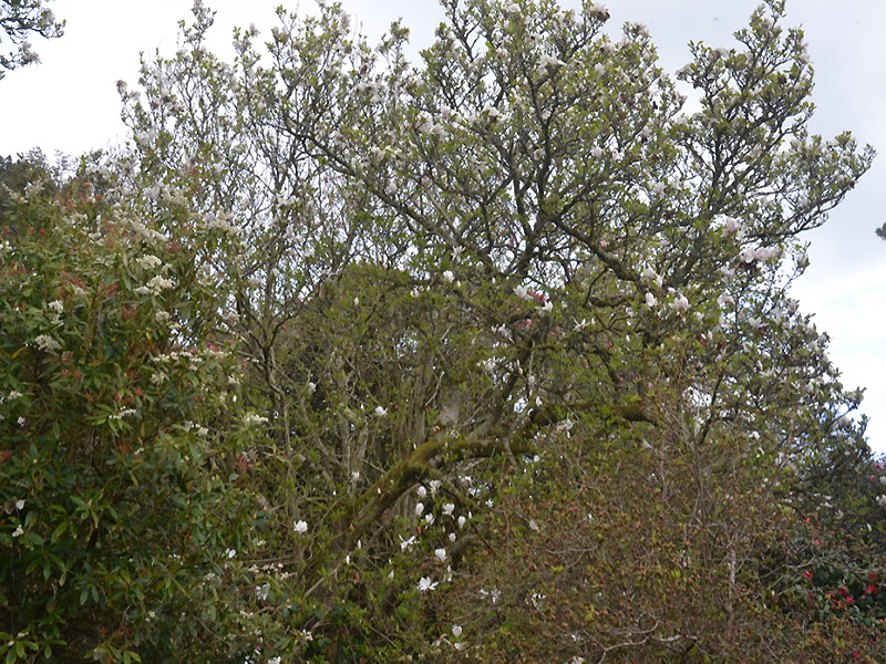 Magnolia 'Heaven Scent', form. Caerhays Castle, Goran, Cornwall, United Kingdom.