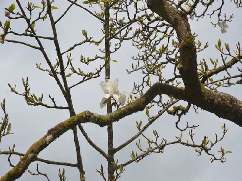 Magnolia 'Albatross', flower, Lanhydrock House and Garden, Bodmin, Cornwall, United Kingdom. 