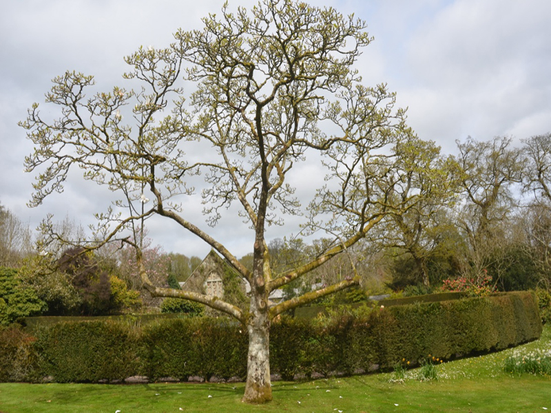 Magnolia 'Albatross', form, Lanhydrock House and Garden, Bodmin, Cornwall, United Kingdom. 
