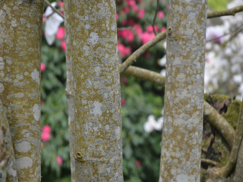 Magnolia liliiflora 'Paul Cook', bark, Lanhydrock House and Garden, Bodmin, Cornwall, United Kingdom. 