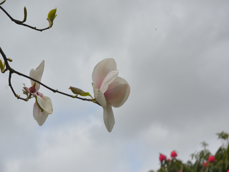 Magnolia liliiflora 'Paul Cook', flower, Lanhydrock House and Garden, Bodmin, Cornwall, United Kingdom. 
