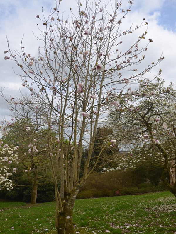 Magnolia liliiflora 'Paul Cook', form, Lanhydrock House and Garden, Bodmin, Cornwall, United Kingdom. 
