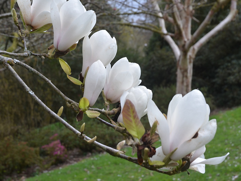Magnolia ‘Roughed Alabaster’, flower. Lanhydrock House and Garden, Bodmin, Cornwall, United Kingdom. 