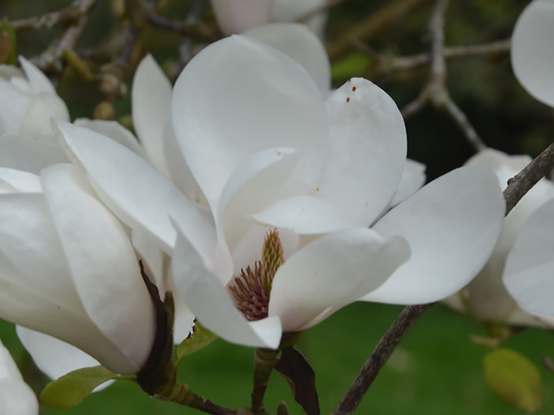 Magnolia ‘Roughed Alabaster’, flower. Lanhydrock House and Garden, Bodmin, Cornwall, United Kingdom. 