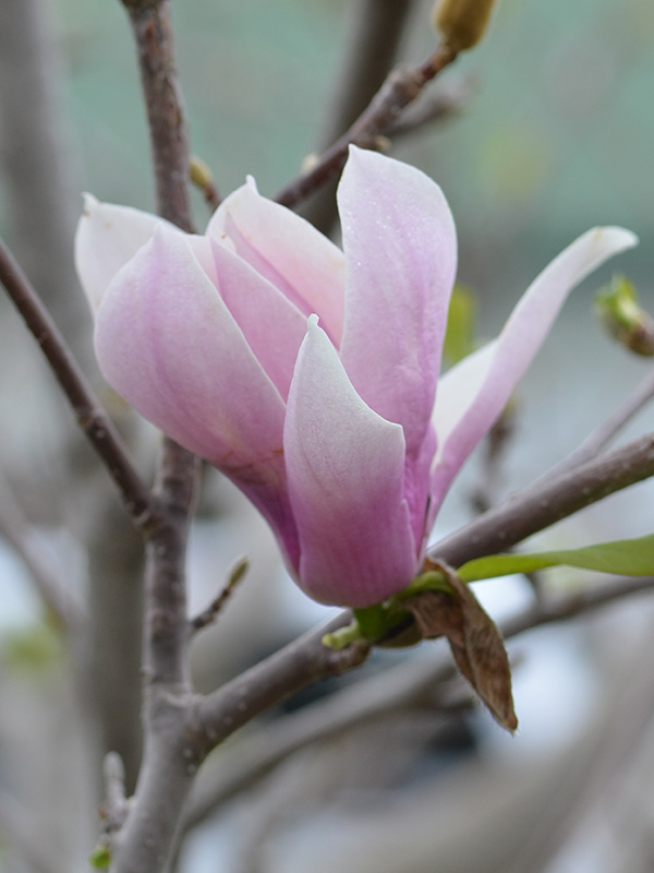 Magnolia x soulangeana 'Alexandrina', flower.