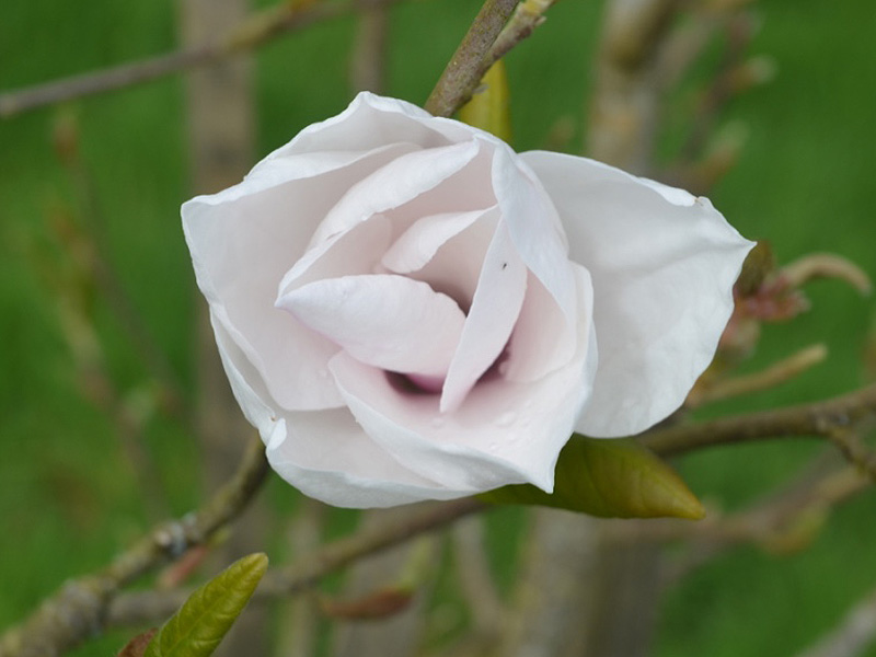 Magnolia 'Angelica', flower. Caerhays Castle, Goran, Cornwall, United Kingdom.