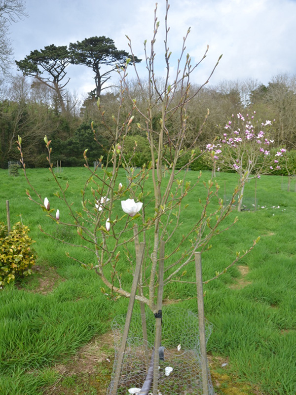 Magnolia 'Angelica', form. Caerhays Castle, Goran, Cornwall, United Kingdom.