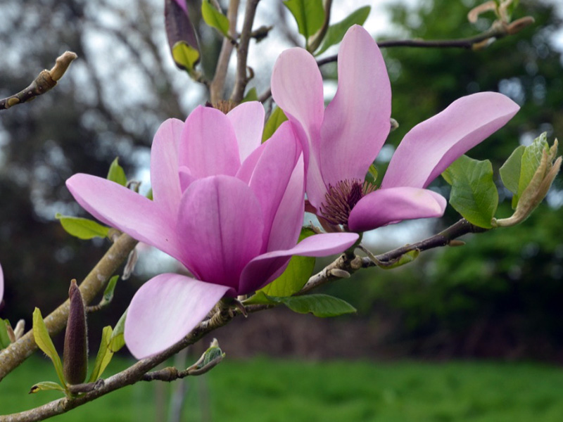 Magnolia 'Apollo', flower. Caerhays Castle, Goran, Cornwall, United Kingdom.