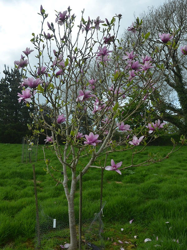 Magnolia 'Apollo', form. Caerhays Castle, Goran, Cornwall, United Kingdom.