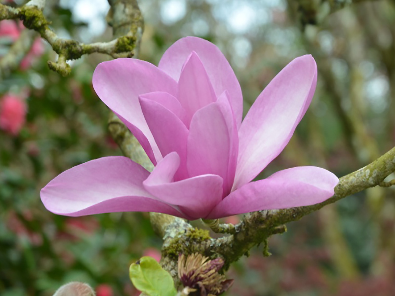 Magnolia 'Apollo', flower. Lanhydrock House and Garden, Bodmin, Cornwall, United Kingdom. 