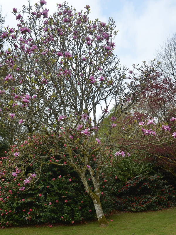 Magnolia 'Apollo', form. Lanhydrock House and Garden, Bodmin, Cornwall, United Kingdom. 